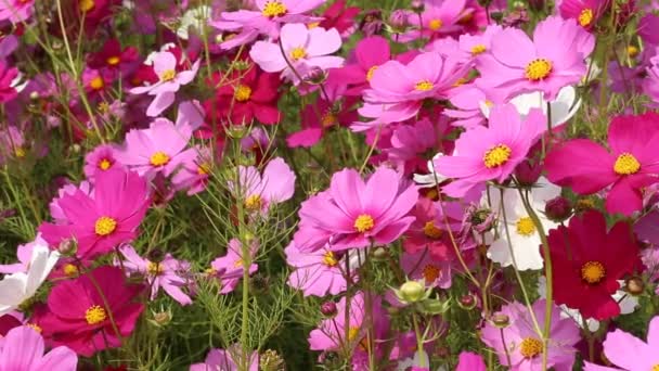 Bela Flor Cosmos Campo Com Sopro Vento — Vídeo de Stock