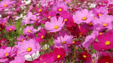 Güzel kozmos rüzgâr esintisiyle tarlada çiçek açıyor.