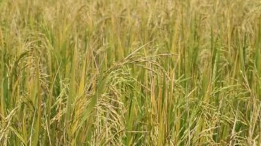 Çeltik tarlasını rüzgar esintisiyle kapatın.