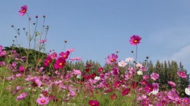 Güzel kozmos rüzgâr esintisiyle tarlada çiçek açıyor.