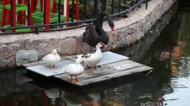 Siyah Kuğu ve üç ördek gölet yakınındaki