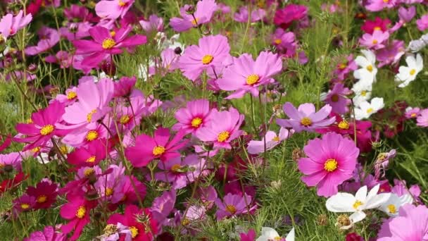 Beautiful cosmos flower in field with wind blow — Stock Footage Beautiful Cosmos Flower Field Wind Blow Royalty Free Stock Footage