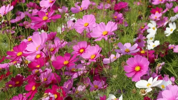 Vacker Kosmos Blomma Fält Med Vind Blåsa — Stockvideo