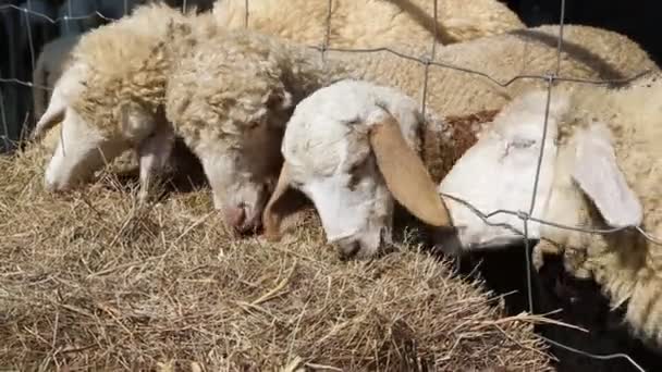 Ovelhas Comendo Feno Fazenda — Vídeo de Stock