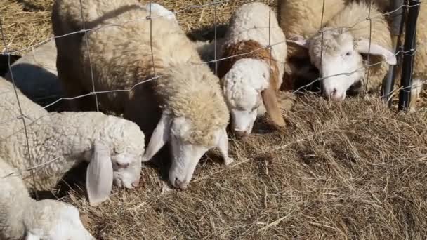 Moutons Mangeant Foin Ferme — Video