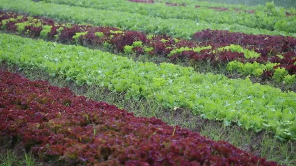 Watering Lettuce Plants Garden — 图库视频影像