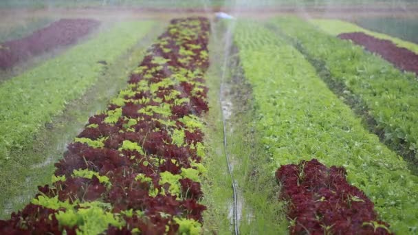 庭にレタスの植物を水やり — ストック動画