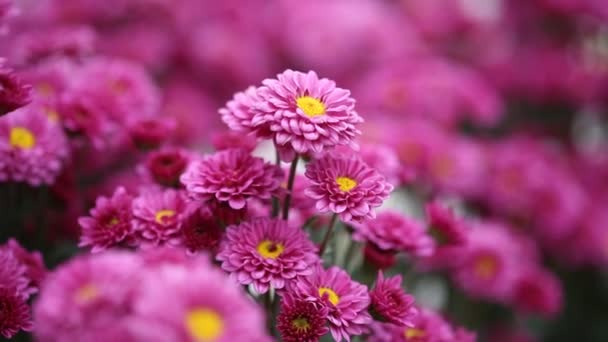 Vackra Krysantemum Blommor Med Vind Blåsa — Stockvideo