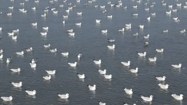 Seagull Swimming Sea Bang Beach Thailand — Stock Video