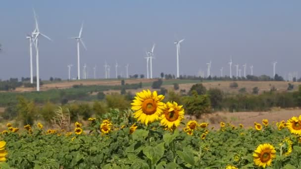 Sunflower Field Wind Turbine Producing Alternative Energy — Stock Video