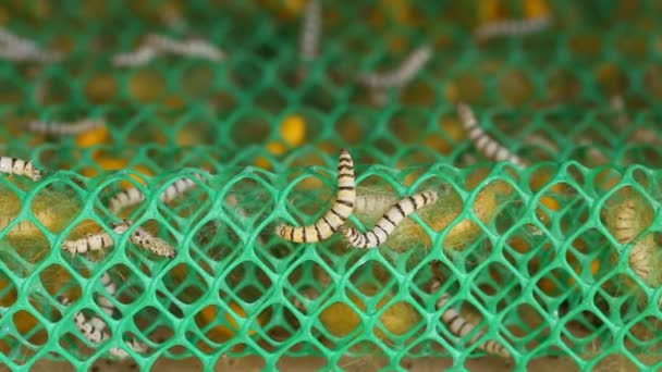 Close Silkworm Farm — Wideo stockowe