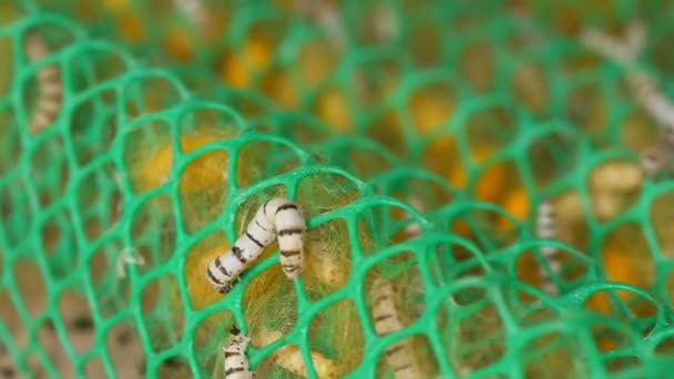 Close Silkworm Farm — Stockvideo