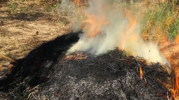 Brûlage Paille Avec Fumée — Video