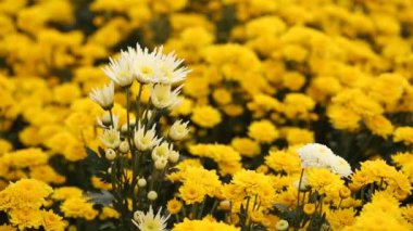 Güzel Kasımpatı çiçeği Rüzgâr esintisiyle çiçek açıyor 