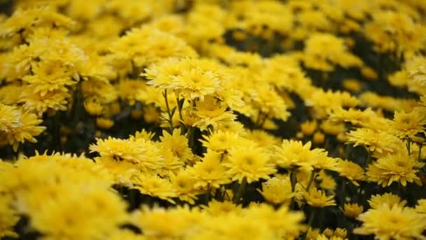 Beautiful Chrysanthemum Flower Blooming Wind Blow — Stock Video