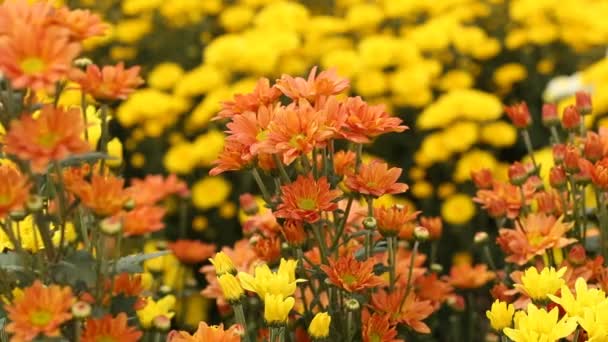 Beautiful Chrysanthemum Flower Blooming Wind Blow — Stock Video
