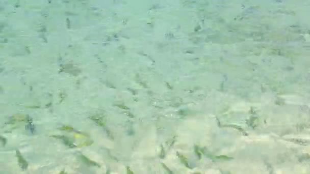 泰国Krabi的Phi Phi岛的热带海洋中的鱼 印度洋 太平洋中士 — 图库视频影像