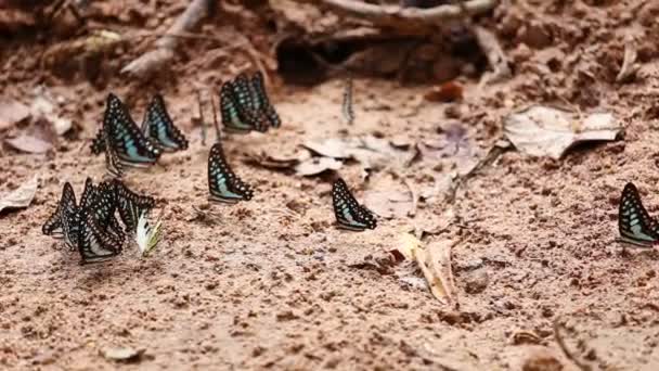 地面上的蝴蝶群 常见的Jay Graphium Antiphates Itamputi — 图库视频影像