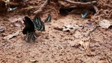 The Common Jay Kelebek Grubu sahada.