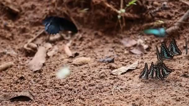 潘宁射箭组普通的杰伊蝴蝶在地面上 — 图库视频影像