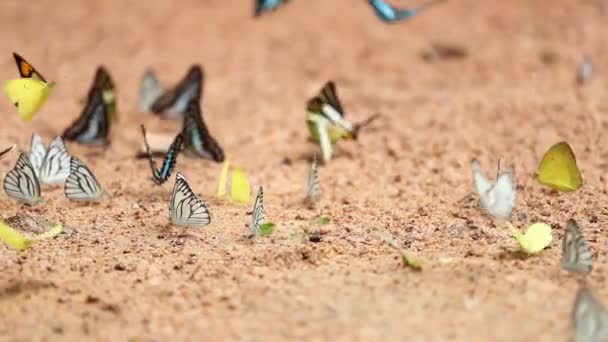 Grupo Mariposas Suelo Common Jay Graphium Antiphates Itamputi Butler Small — Vídeos de Stock