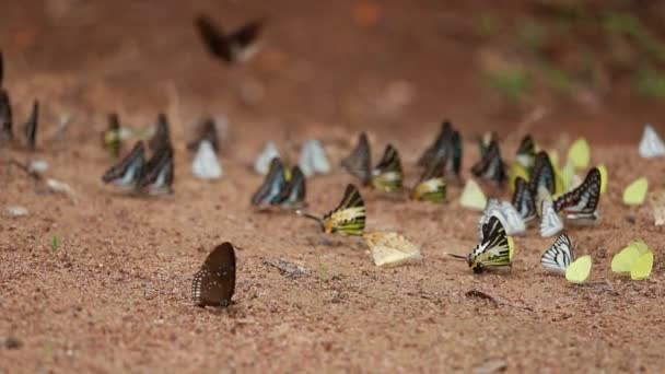 Grupo Mariposas Suelo Common Jay Graphium Antiphates Itamputi Butler Small — Vídeos de Stock