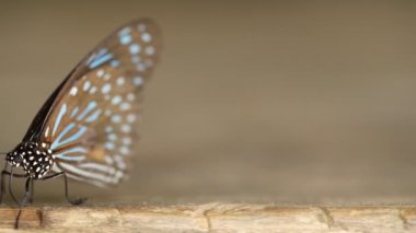 Koyu mavi kaplan kelebeği (Tirumala septentrionis) tahtada