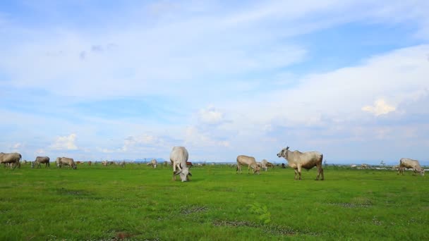 Cow eating grass in the grass field — Stock Footage Cow Eating Grass Grass Field Stock Video