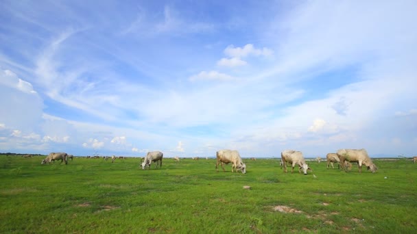 Krowa Trawę Polu Trawy — Wideo stockowe