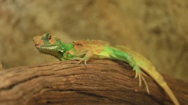 Tahta üzerinde Çin su ejderhası (Physignathus cocincinus), Tayland Su Ejderhası ve Yeşil Su Ejderhası.