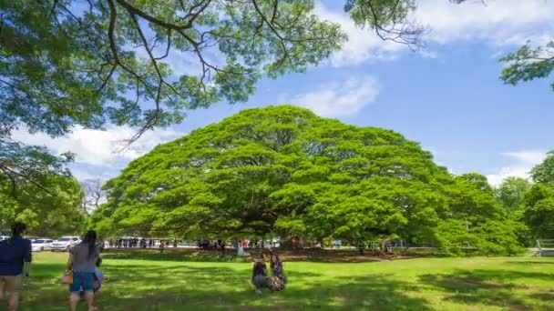 Time Lapse Giant Monky Pod Tree Con Personas Visitadas Kanchanaburi — Vídeos de Stock