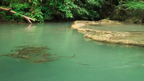 Tempo Limite Nível Cachoeira Erawan Com Peixes Neolissochilus Stracheyi Província — Vídeo de Stock