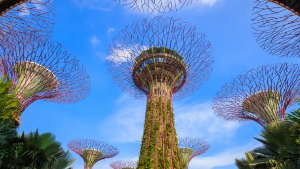 Time Lapse Trädgårdar Vid Bukten Med Blå Himmel Singapore — Stockvideo
