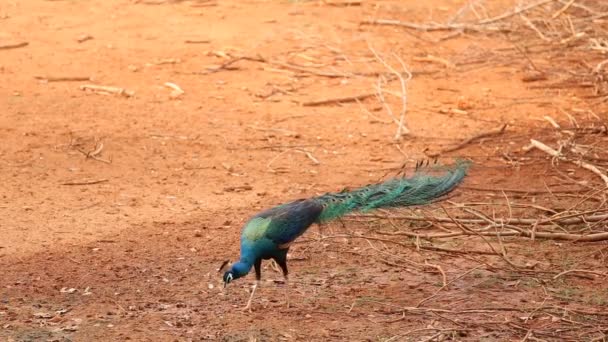 红干土上的孔雀 — 图库视频影像