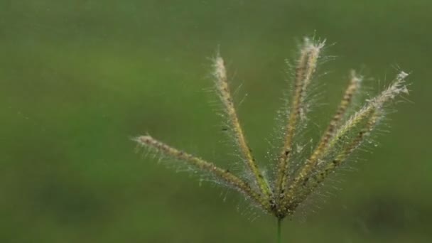 Vatten Droppar Besprutning Ner Gräs Blomma — Stockvideo