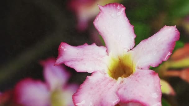 Краплі Води Розпилюються Рожевій Квіточці Адену — стокове відео
