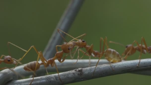 Kolonie Červených Mravenců Přechází Drátě — Stock video