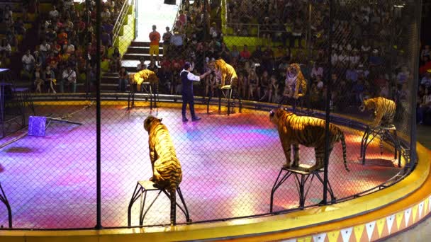 Chonburi Thailand March 2018 Бенгальський Тигр Клітці Циркових Трюках Cage — стокове відео