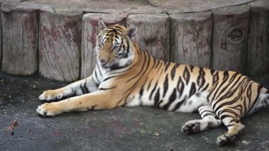 Bengal kaplanının yavaş çekimi