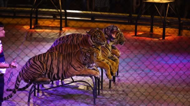 Chonburi Thailand Maart 2018 Bengaalse Tijger Een Kooi Bij Circusvoorstelling — Stockvideo