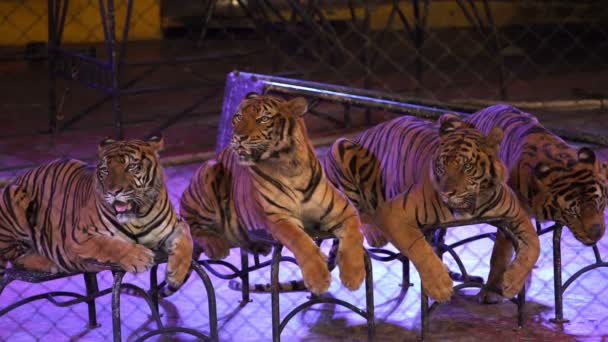 Čtyři Bengálští Tygři Kleci — Stock video
