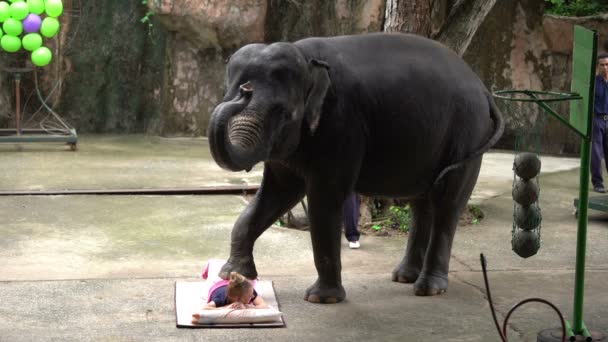 Sriracha Tailândia Março 2018 Espetáculo Diário Elefantes Elefante Massageia Uma — Vídeo de Stock