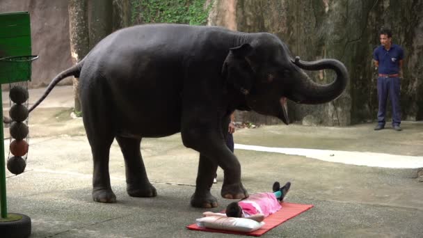 Sriracha Thailand März 2018 Tägliche Elefantenshow Elefant Massiert Männlichen Touristen — Stockvideo