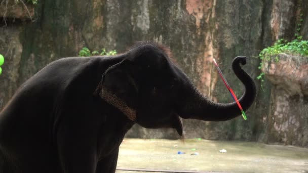 Elefant Spielt Hula Hoop — Stockvideo
