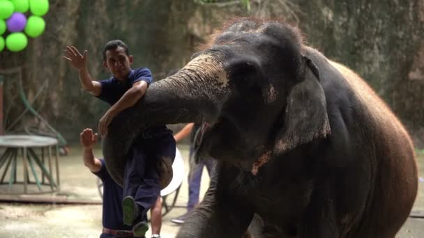 Sriracha Thailand März 2018 Tägliche Elefantenshow Elefantenträger Sriracha Tiger Zoo — Stockvideo