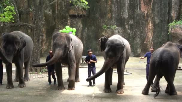 Sriracha Thailand Março 2018 Show Diário Elefantes Sriracha Tiger Zoo — Vídeo de Stock