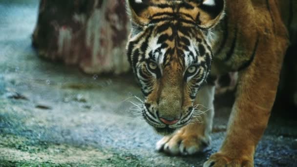 Powolny Ruch Bengalskiego Tygrysa — Wideo stockowe