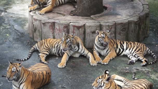 Cámara Lenta Tigre Bengala — Vídeos de Stock