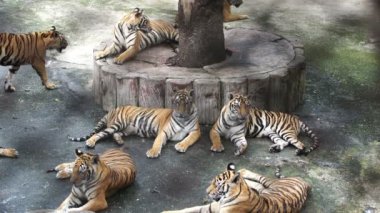 Bengal kaplanı yerde dinleniyor.