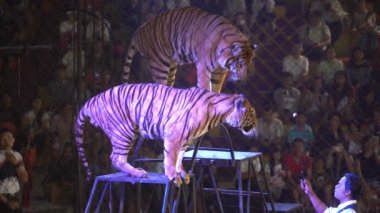 CHONBURI, THAILAND, 1 Mart 2018: Bengal kaplanı bir sirk gösterisinde kafeste, Tayland, Sriracha Kaplan Hayvanat Bahçesi 'nde Kaplanların Kafesi